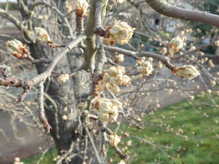 fresh green twig tree branch in spring