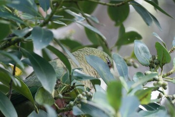little green parrot on a tree branch