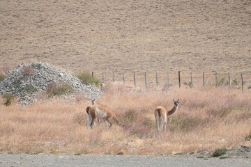 llamas in the dry patagonian pampa