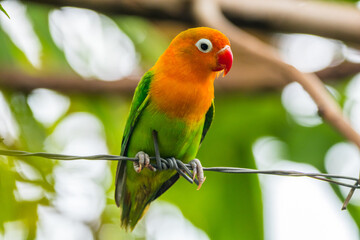 Fischer's lovebird (Agapornis fischeri) is a small parrot species of the genus Agapornis.