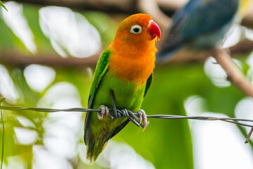 Fischer's lovebird (Agapornis fischeri) is a small parrot species of the genus Agapornis.