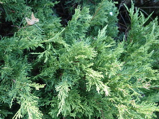detail of a green juniper tree branch