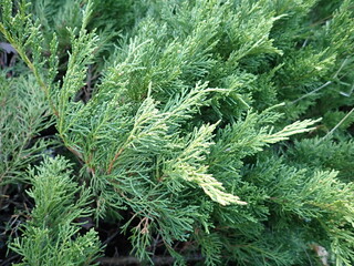 detail of a green juniper tree branch