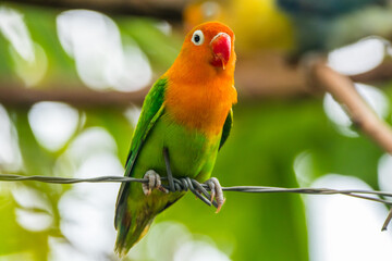 Fischer's lovebird (Agapornis fischeri) is a small parrot species of the genus Agapornis.