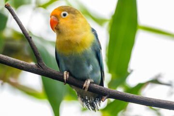 Fischer's lovebird (Agapornis fischeri) is a small parrot species of the genus Agapornis.