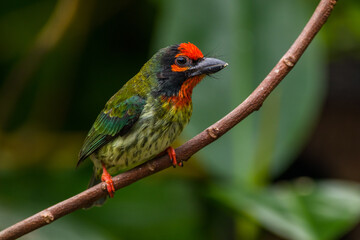 The coppersmith barbet (Psilopogon haemacephalus), also called crimson-breasted barbet and coppersmith