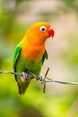 Fischer's lovebird (Agapornis fischeri) is a small parrot species of the genus Agapornis.