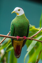 The black-naped fruit dove (Ptilinopus melanospilus), also known as the black-headed fruit dove