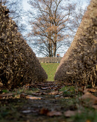 Obraz premium In the tranquil park, autumn unveils its magic as bushes adorned with fallen leaves create a picturesque scene. Nature's palette paints the landscape in hues of gold and crimson, inviting contemplativ