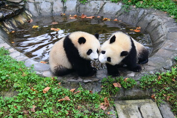 panda lover © Ruiwen