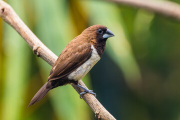The Javan munia (Lonchura leucogastroides) is a species of estrildid finch native to southern Sumatra, Java, Bali and Lombok islands in Indonesia. - obrazy, fototapety, plakaty