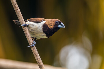 The Javan munia (Lonchura leucogastroides) is a species of estrildid finch native to southern Sumatra, Java, Bali and Lombok islands in Indonesia.