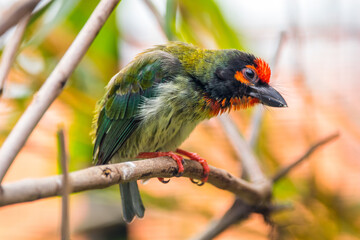 The coppersmith barbet (Psilopogon haemacephalus), also called crimson-breasted barbet and coppersmith