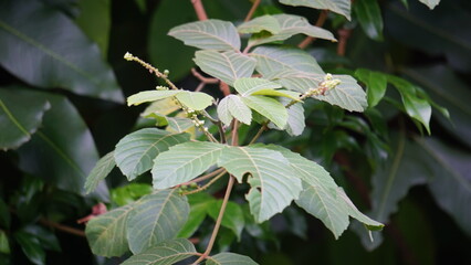 Allophylus africanus (African False Currant, Black Bastard Currant, Black False Currant, Inqala). This plant is a shrubby plant about 10m tall whose flower is white, cream, yellow or green