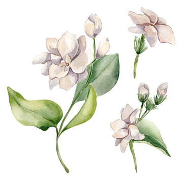 Jasmine sambac plant watercolor illustration isolated on white. White flower botanical style hand drawn. Set of jasmine flowers, stems and leaves. Design elements for label product cosmetic, printing