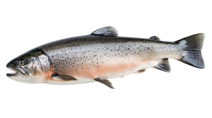 Fototapeta premium An entire salmon isolated on a transparent background