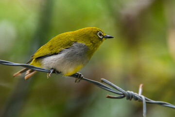 The Javan white-eye (Zosterops flavus) is a bird species in the family Zosteropidae that occurs in Java and Borneo