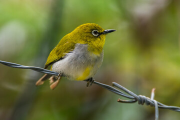Obraz premium The Javan white-eye (Zosterops flavus) is a bird species in the family Zosteropidae that occurs in Java and Borneo