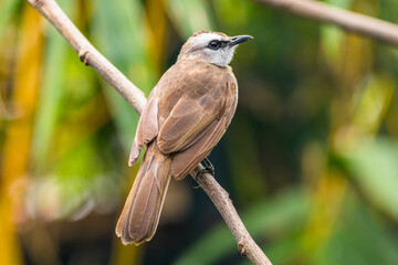 The yellow-vented bulbul (Pycnonotus goiavier), or eastern yellow-vented bulbul, is a member of the bulbul family of passerine birds