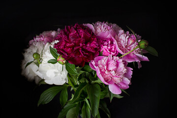A bouquet of pink, purple and white peonies close-up on a black background