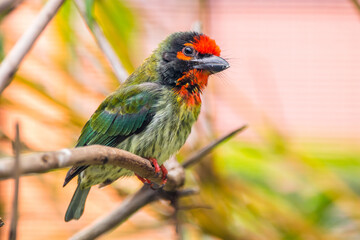 The coppersmith barbet (Psilopogon haemacephalus), also called crimson-breasted barbet and coppersmith