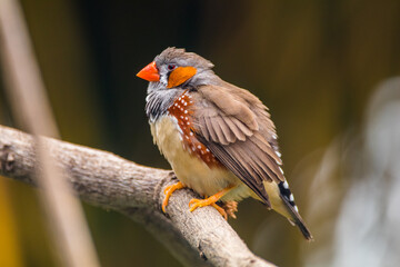 The zebra finches are two species of estrildid finch in the genus Taeniopygia found in Australia and Indonesia.