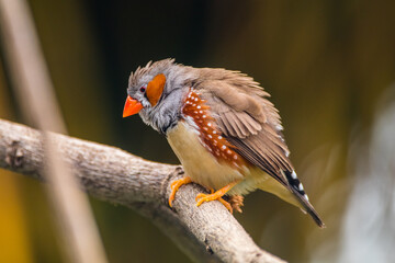 The zebra finches are two species of estrildid finch in the genus Taeniopygia found in Australia and Indonesia.