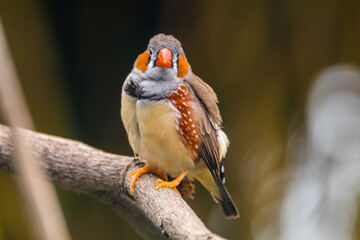 The zebra finches are two species of estrildid finch in the genus Taeniopygia found in Australia and Indonesia.