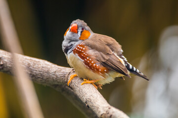 The zebra finches are two species of estrildid finch in the genus Taeniopygia found in Australia and Indonesia.