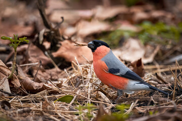 A male Eurasian bullfinch stands on the ground and eats dry maple tree seeds toward the camera lens...