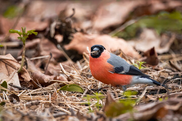 A male Eurasian bullfinch stands on the ground and eats dry maple tree seeds toward the camera lens on a spring cloudy day.