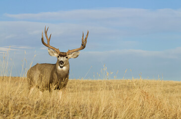 Large Mule Deer Buck with trophy antlers in grassy meadow with blue sky