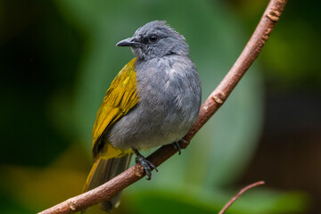 The grey-bellied bulbul (Ixodia cyaniventris) is a species of songbird in the bulbul family. It is found on the Malay Peninsula, Sumatra and Borneo. - obrazy, fototapety, plakaty
