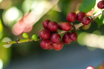 Planta de café organico frutos coloridos