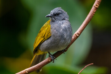 The grey-bellied bulbul (Ixodia cyaniventris) is a species of songbird in the bulbul family. It is found on the Malay Peninsula, Sumatra and Borneo.