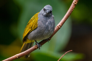 The grey-bellied bulbul (Ixodia cyaniventris) is a species of songbird in the bulbul family. It is...
