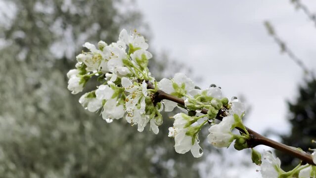 Wet plum tree branch with green buds and blooming white flowers blowing in wind in cloudy sky and trees background, tree branch with raindrops in springtime, nature waking up and beginning new life