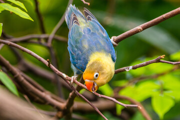 Fischer's lovebird (Agapornis fischeri) is a small parrot species of the genus Agapornis. - obrazy, fototapety, plakaty