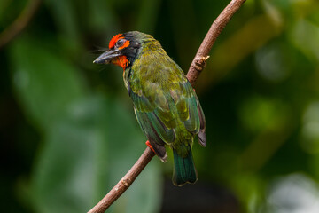 The coppersmith barbet (Psilopogon haemacephalus), also called crimson-breasted barbet and coppersmith