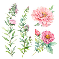 set of pink and white flowers