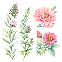 Fototapeta premium set of pink and white flowers