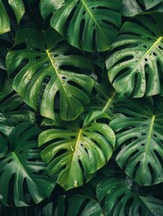 Water droplets on lush tropical leaves, macro shot, jungle backdrop, post-rain freshness, pure nature.