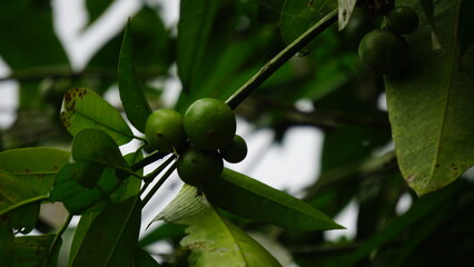 Mundu rata (Garcinia dulcis, baniti, taklang-anak, maphuut, ma phut, yellow mangosteen). The orange coloured fruits can be eaten fresh, they contain a sour, juicy pulp, which can be preserved into jam