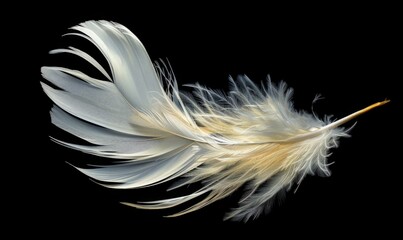 A single white feather stands out against a stark black background