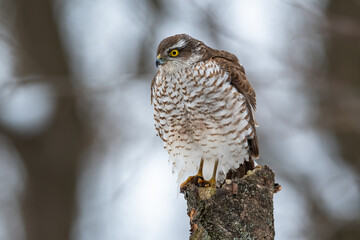 A sparrowhawk sits on a stump and looks out for prey near the feeder