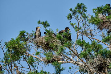 great cormorant, Phalacrocorax carbo sinensis, sitting in their nesting colony high up in the tree...