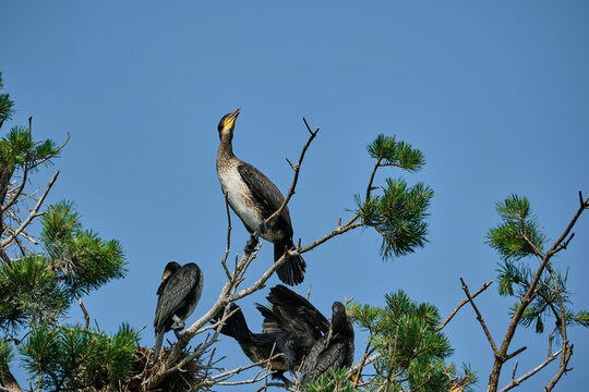 great cormorant, Phalacrocorax carbo sinensis, sitting in their nesting colony high up in the tree on the curonian spit peninsula in Poland on a sunny day.