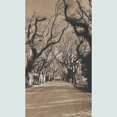 deserted street broken by trees. mystical image