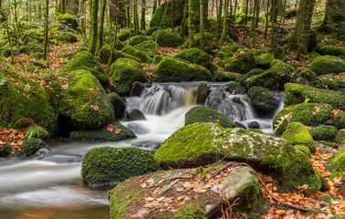 Herbstwald mit Bach im Schwarzwald