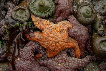 Bright Orange Ochre Sea Star Stands Out Against The Surrounding Purple Versions